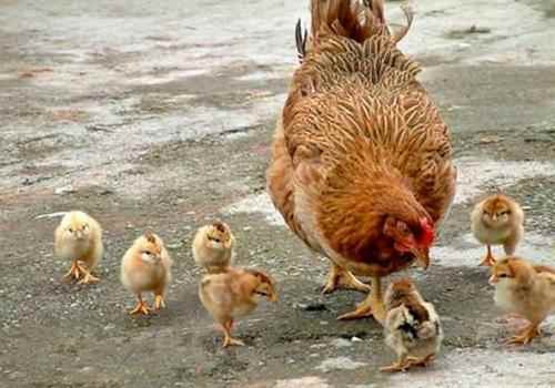 H7N9症状表现(怀疑患上H7N9怎么办)